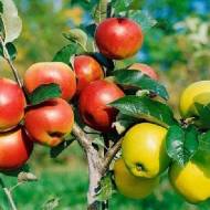 Саджанець Яблуня в асортименті в контейнері